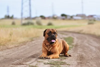 Топ 5 лучших сторожевых собак: портал для владельцев домашних животных  PetCare.ua