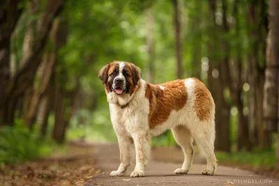 Московская сторожевая собака: все о собаке, фото, описание породы,  характер, цена
