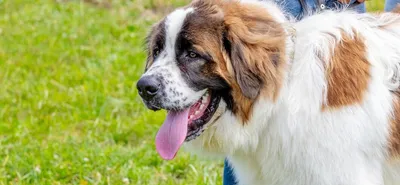 Лучшие породы сторожевых собак: описание пород и уход за ними