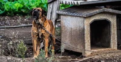 Российские породы собак, не признанные за рубежом | Часть 1: самые  известные - Питомцы Mail.ru