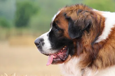 Как выбрать и купить собаку породы московская сторожевая на доске  объявлений в Израиле - Acol