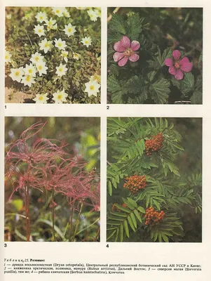 Очарование растений и цветов Странвезии