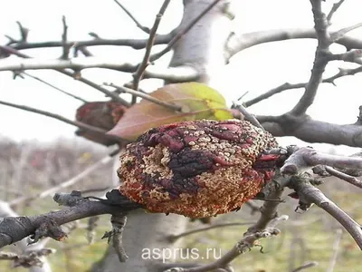 Фото цветов и растений с возможностью скачать в JPG формате