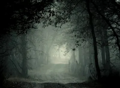 страшная ведьма в ночном лесу без версии ворона Фото Фон И картинка для  бесплатной загрузки - Pngtree