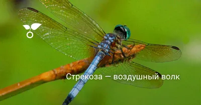 красочная стрекоза с голубыми глазами сидит на земле, красочная картинка  стрекозы, стрекоза, насекомое фон картинки и Фото для бесплатной загрузки