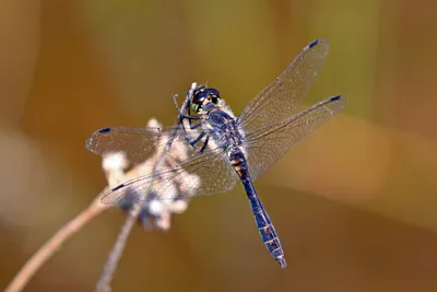 Стрекоза обыкновенная (Sympetrum vulgatum) | На фотографии о… | Flickr