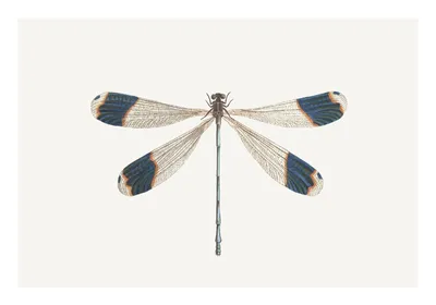 Стрекозы (Odonata) Республики Мордовия - Природа Республики Мордовия