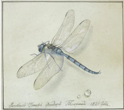 Стрекоза кровяная (Sympetrum sanguineum) - Picture Insect