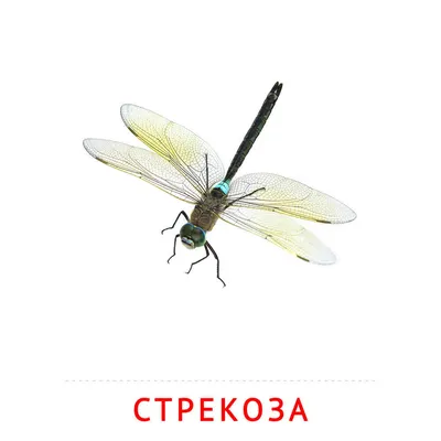 Брошь синяя стрекоза купить в интернет магазине в Москве