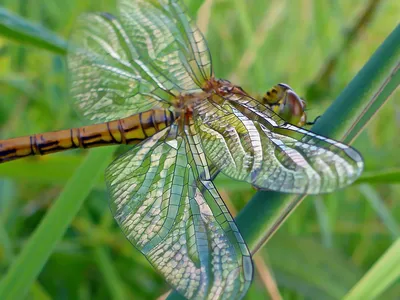 Большая голубая стрекоза (Orthetrum cancellatum) - Picture Insect