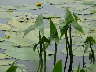 Фотокаталог растений: Стрелолист обыкновенный (Sagittaria sagittifolia)