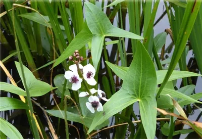 Купить Sagittaria sagittifolia (Стрелолист обыкновенный), купить стрелолист,  купить водные растения