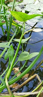 Sagittaria sagittifolia L., Обикновен стрелолист (World flora) - Pl@ntNet  identify