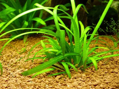 Стрелолист шиловидный или Сагиттария шиловидная (Sagittaria subulata)  меристемный купить недорого в Москве | Амигофиш