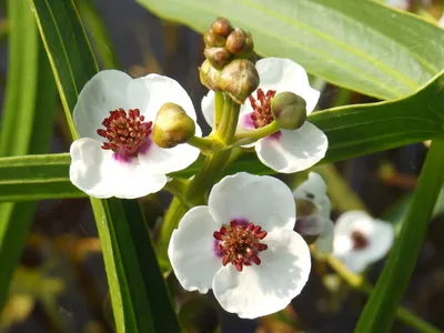 Стрелолист обыкновенный (Sagittaria sagittifolia L.)