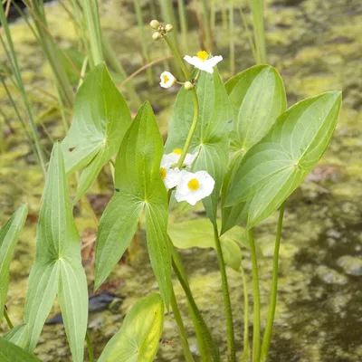 MW0732384, Sagittaria trifolia (Стрелолист трехлистный), specimen