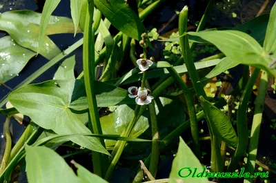 Купить Sagittaria sagittifolia (Стрелолист обыкновенный), купить стрелолист,  купить водные растения