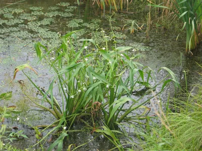 Стрелолист широколистный (Sagittaria latifolia)