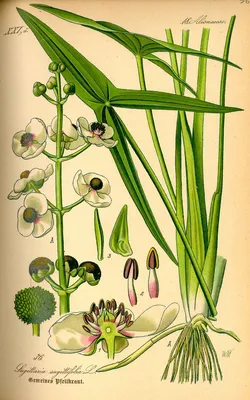 Коллекционный объект БСИ ДВО РАН: Sagittaria trifoliata (стрелолист  трилистный)