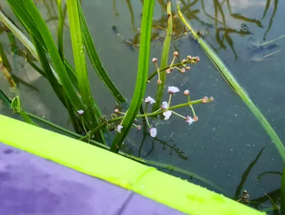 Стрелолист шиловидный (Sagittaria subulata), купить, содержание,  разведение, описание, фото, цена, отзывы, каталог растений, каталог рыбок