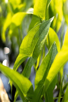 Стрелолист Копьелистный Sagittaria Lancifolia Обычно Встречается В  Пресноводных Болотах И Болотах А Также Вдоль Ручьев Прудов И Озер Это  Родное — стоковые фотографии и другие картинки Без людей - iStock