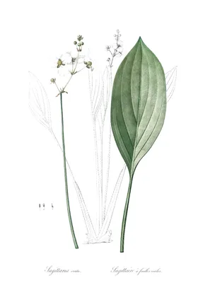 Стрелолист широколистный (Sagittaria latifolia)