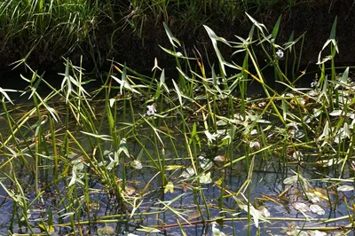 Стрелолист обыкновенный - Sagittaria sagittifolia (ID#241752427), цена: 35  ₴, купить на Prom.ua