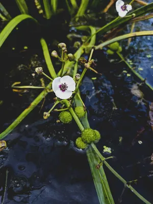 Стрелолист карликовый (Sagittaria spec) | содержание, размножение