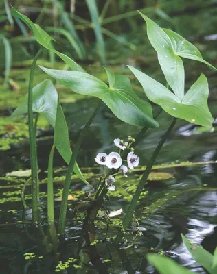 Стрелолист обыкновенный, или стрелолистный (лат. Sagittaria sagittifolia) |  Пикабу