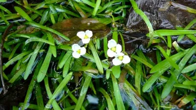 Стрілолист звичайний - ArchiFlora