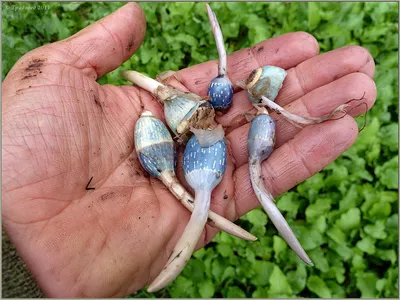 Купить Sagittaria graminea \"Crushed Ice\" (Стрелолист злаковый \"Дроблёный  лед\"), купить стрелолист злаковый, водные растения