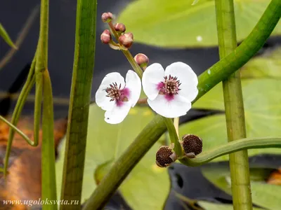 Стрелолист обыкновенный (Sagittaria sagittifolia)