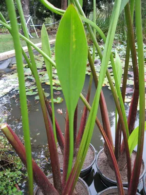 Сагиттария шиловидная [Стрелолист] - Sagittaria subulata (пучок)