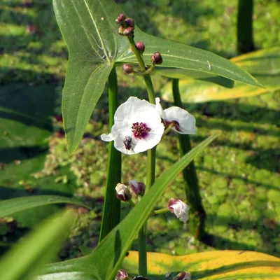 Стрелолист Эатона (Sagittaria eatoni) | содержание, размножение