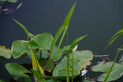 Стрелолист обыкновенный (Sagittaria sagittifolia)