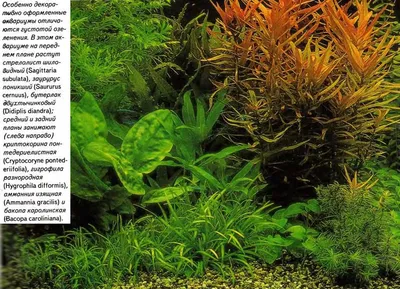 Великолепная картина с растением Стрелолист