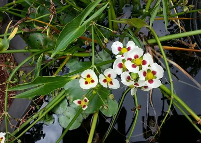 Растение Стрелолист - настоящее воплощение красоты