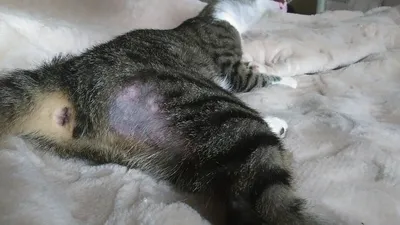 Картинка кошки после лечения лишая в png формате