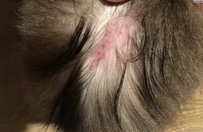 Фото  с процедурой по стрижке лишая у кошки, в высоком разрешении