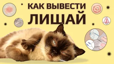 Лишай у кошек и котов 🐈 Как распознать и вылечить - YouTube