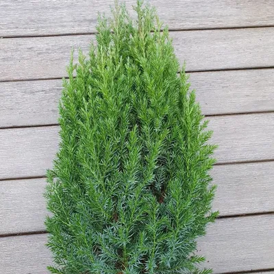 Можжевельник китайский Стрикта (Stricta) — Рассада цветов и овощей.