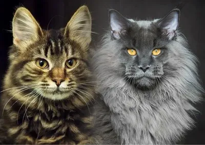 Креативные фото стрижек для кошек