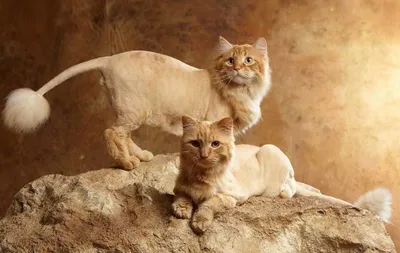 Интересные картинки стрижек для кошек