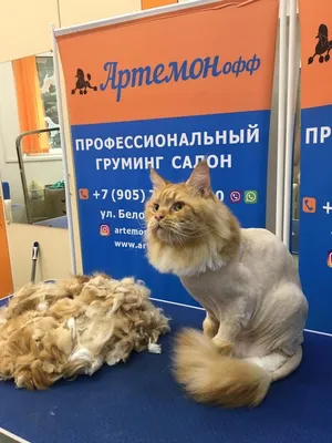 Нужна ли коту летняя стрижка? - KP.RU