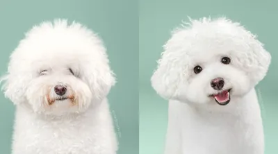 Стрижка собак фото до и после фотографии