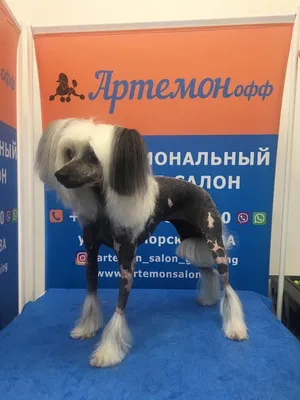 Как подстричь собаку в домашних условиях - Собаки обзор на Gomeovet