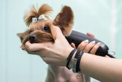 Машинка для стрижки собак Pawbby Pet Shaver купить в Омске по цене от |  Интернет-магазин SmartGo