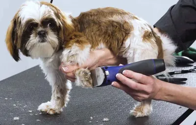 Как выбрать качественную машинку для стрижки собак и обязательно ли их  стричь? | Статьи ООО Укрвет