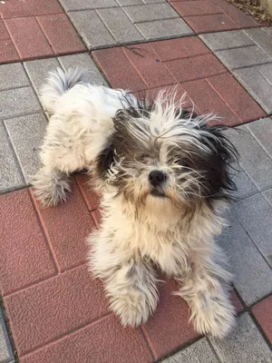 Barber Pet - Сегодня мы расскажем о стрижке собак породы ши-тцу. 🐾  Профессиональная стрижка для таких собак – это формирование силуэта собаки  по породному стандарту. Особенностью стрижки является длинная распущенная  шерсть и