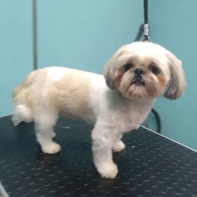 СТРИЖКА ШИ-ТЦУ 🐕 от 1790 ₽ | Салон Groom Москва